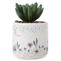 Artificial Me to You Bear Succulent Plant Extra Image 1 Preview